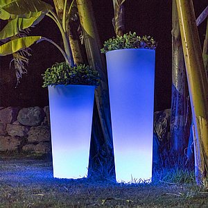 כד מואר FICUS 80 כד מואר FICUS 80