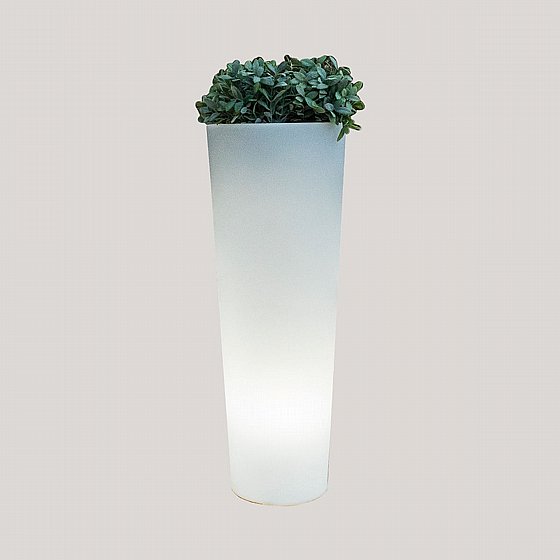 �� ���� FICUS 80