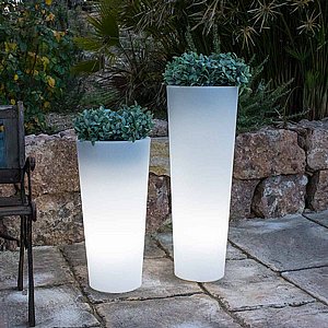 �� ���� FICUS 60