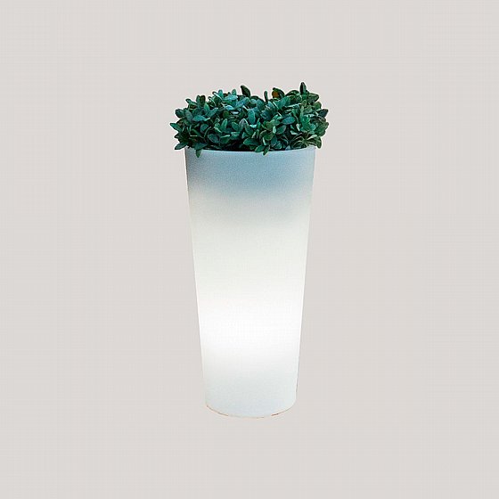 �� ���� FICUS 60