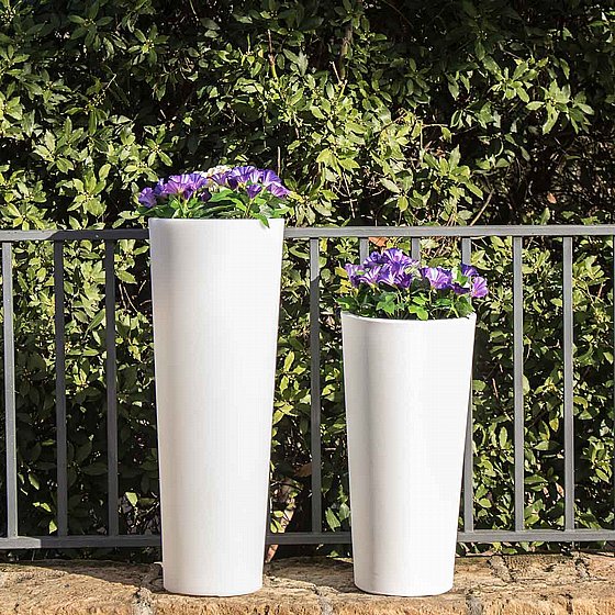 �� FICUS 60 - ����� �����