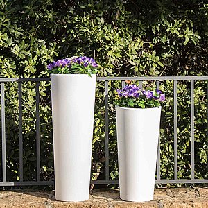 �� FICUS 60 - ����� �����