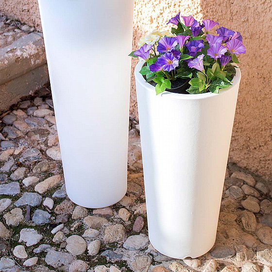 �� FICUS 60 - ����� �����