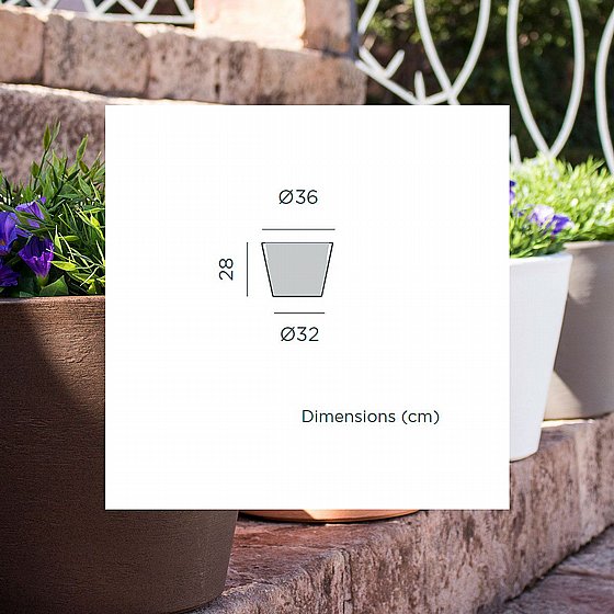 �� FICUS 60 - ����� �����