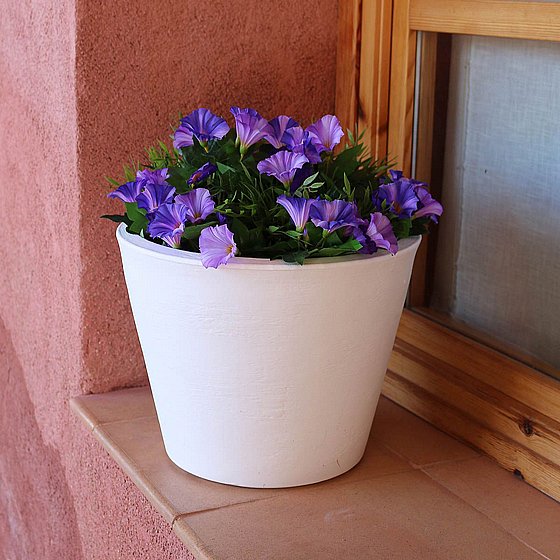 �� FICUS 60 - ����� �����