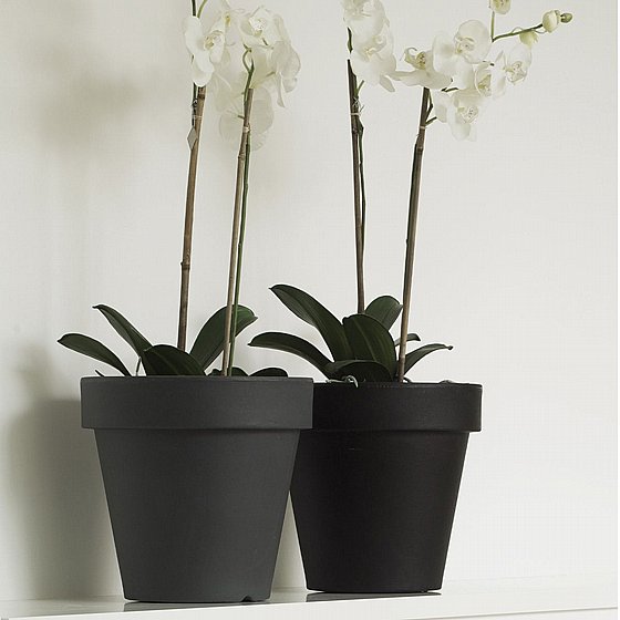 �� MAGNOLIA 30 - ����� �����